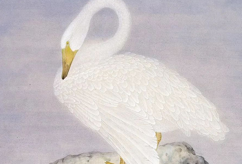 中國美術(shù)家協(xié)會會員陳建強工筆花鳥畫29圖， 筆觸細膩雅致